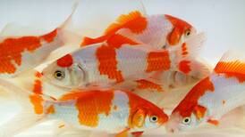 Net profits: Indiana farm grows koi, goldfish 