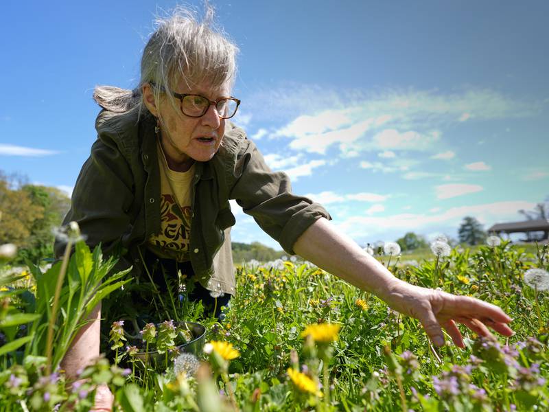 Foraging revival: How wild food enthusiasts are reconnecting with nature