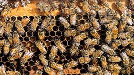 The power of pollinators 