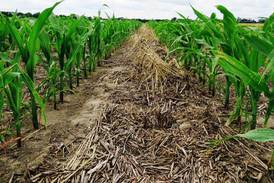 Cover crops provide opportunity for enhanced weed control