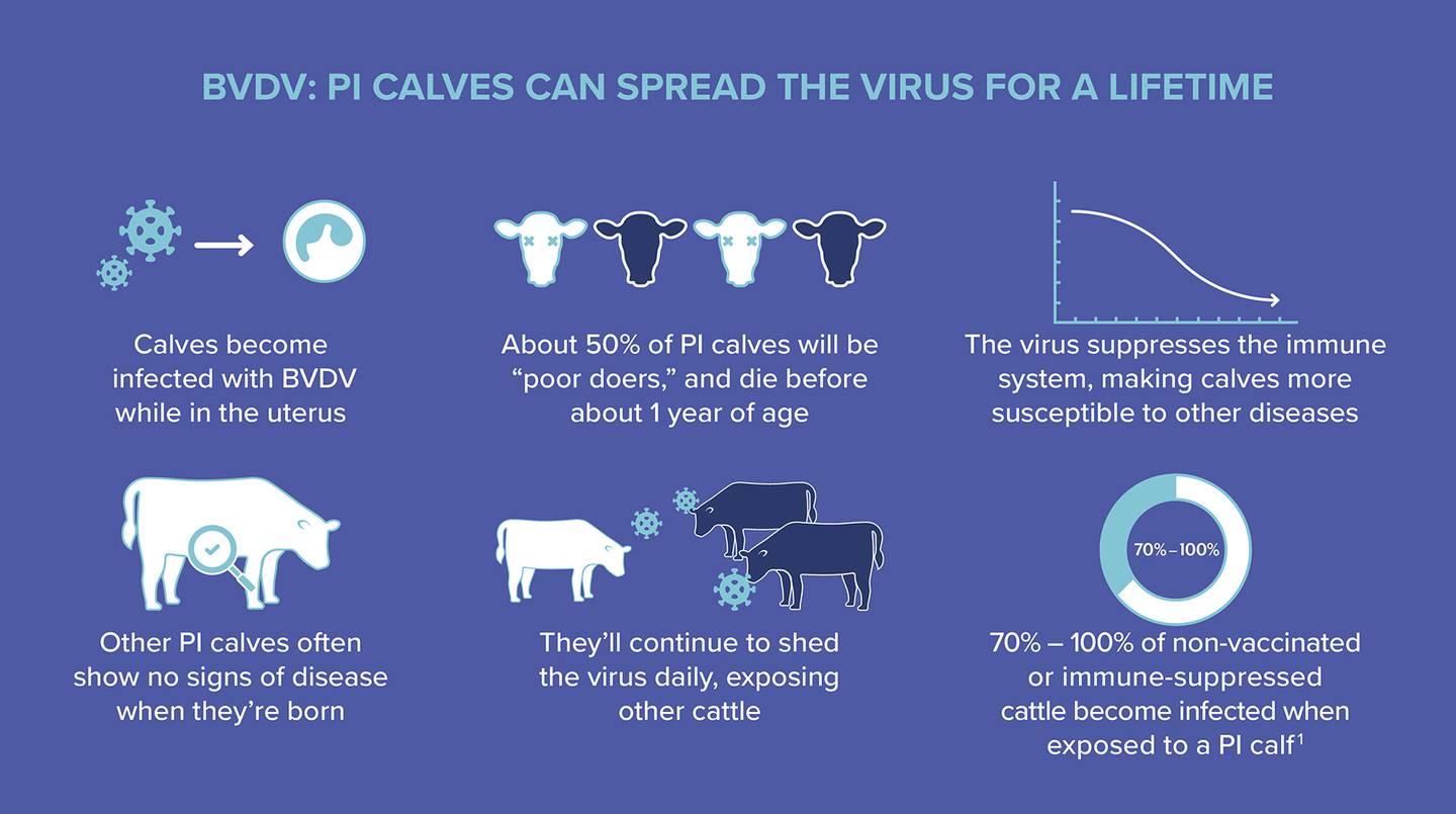 When a calf is infected with BVDV in utero, it will be born persistently infected and will
shed the virus for their lifetime.