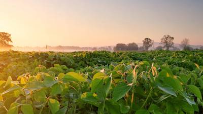 New sulfur trials find answers, questions