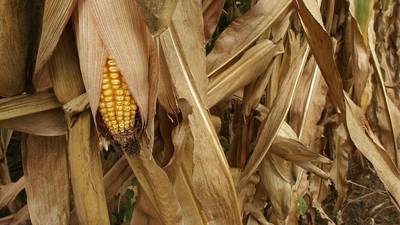 Allendale survey projects lower yields than USDA estimates