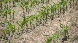 Focus on Agriculture: Getting the most out of cover crops