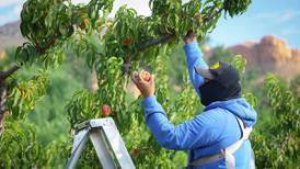 Ag labor reform is critical to America’s food supply