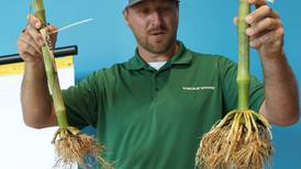 Corn rootworm control: Syngenta to offer insecticide in 2026
