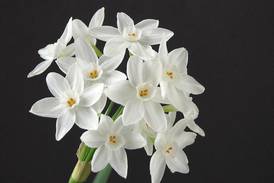 Bringing winter blooms to your home: How to grow and care for paperwhites