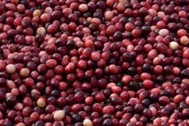 What to know about cranberries produced for Thanksgiving and the bogs being restored to wetlands