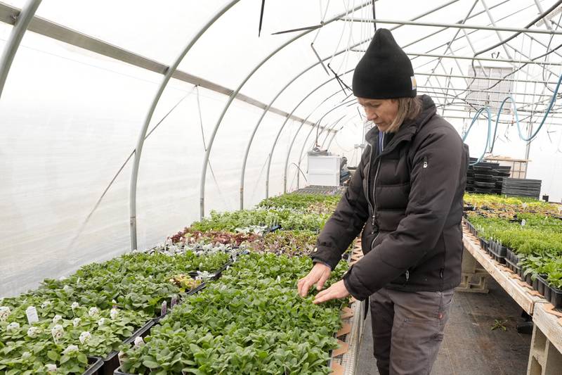 Katy Rogers, the farm manager at Teter Organic Farm and Retreat Center, examines flats of plants inside a greenhouse at the facility in Noblesville, Indiana. Rogers said in many cases it’s a misconception that organic farmers are harboring massive pest infestations.