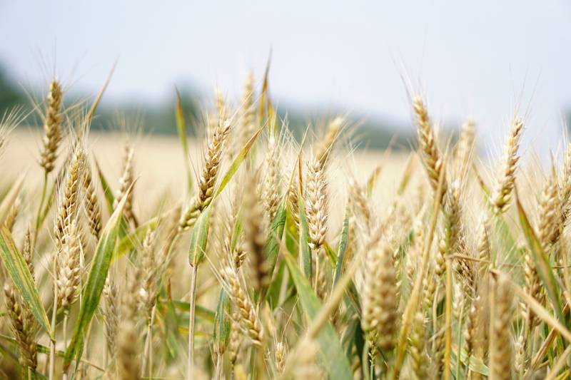 Most wheat in Illinois is grown in southern Illinois.