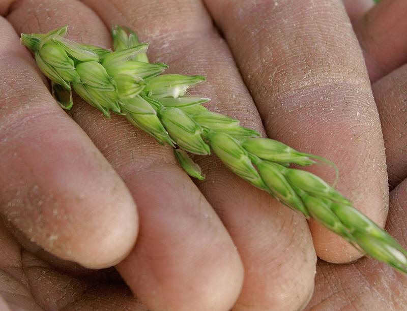 A central Illinois farmer shows off his winter wheat.