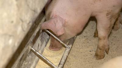 More meat, more meal: Pork, soy exports crucial for industry growth