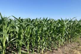 Indiana crop progress for week ending June 29