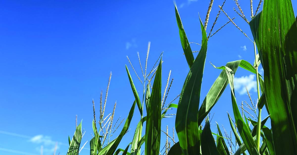 Corn vs. soybeans Tips on what to plant on undecided acres AgriNews