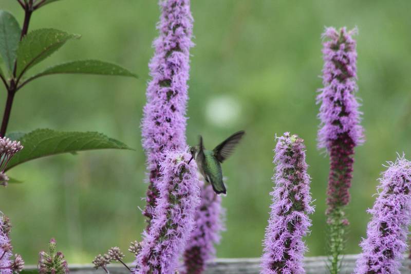 A ruby-throated hummingbird feeds on native prairie blazing star.