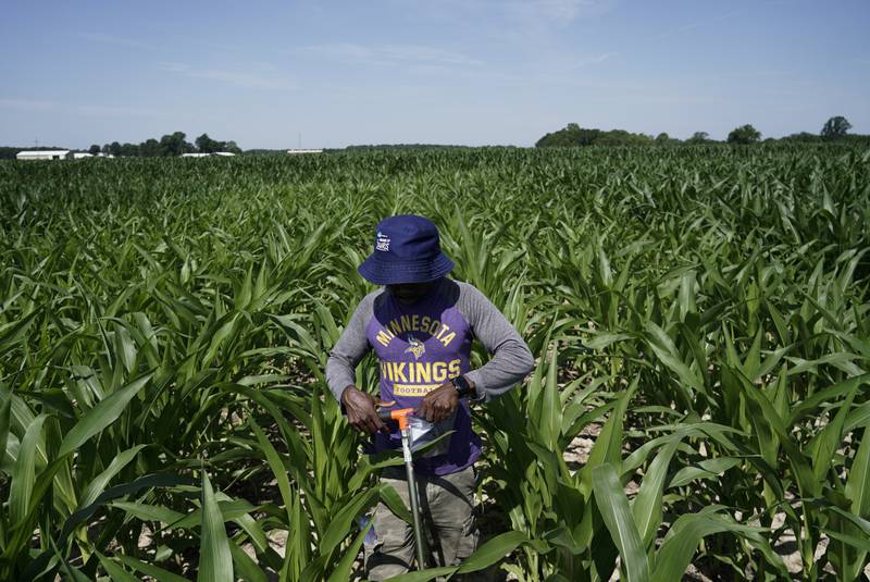 Jude Addo-Chidie, a Ph.D. student in agronomy at Purdue University, places a probe in soil as he takes samples from a cornfield in July 2023 at the Southeast-Purdue Agricultural Center in Butlerville, Indiana.