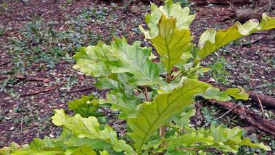 Calendar: Native oak trees planted in 4-H Green Communities Program