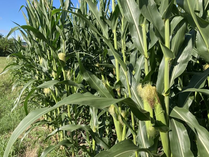 Illinois crop progress for Aug. 1, 2025.
