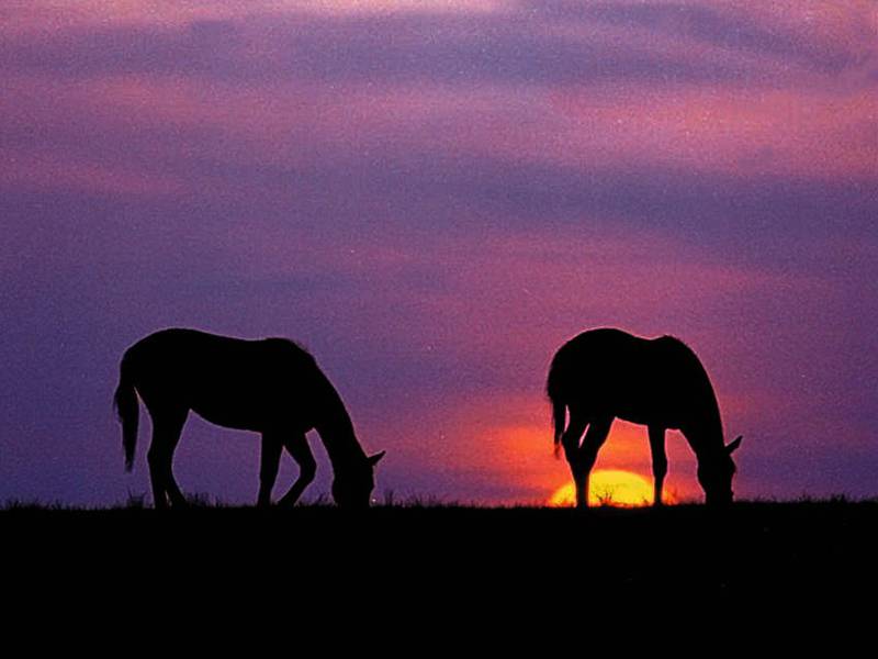 Hold the gate: Start the grazing season off right