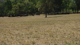 Drought may impact cattle forage