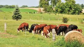 Study highlights connection between grassland birds and grazing land