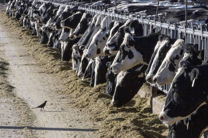 Dairy cattle feed at a farm near Vado, New Mexico. The U.S. Department of Agriculture said March 25 that milk from dairy cows in Texas and Kansas has tested positive for bird flu.