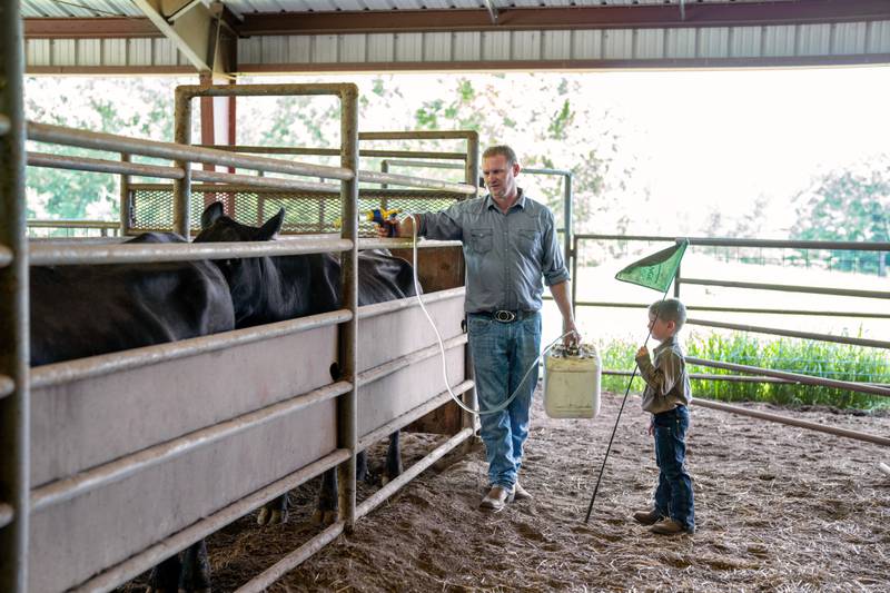 Rancher Buck Rich (left) applies a pour-on dewormer to his cattle as his son looks on.