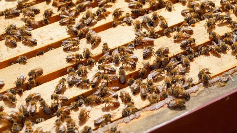 It’s estimated that one in every three bites of food we eat is due to cross-pollination by pollinators.