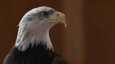 Calendar: Save the Eagles