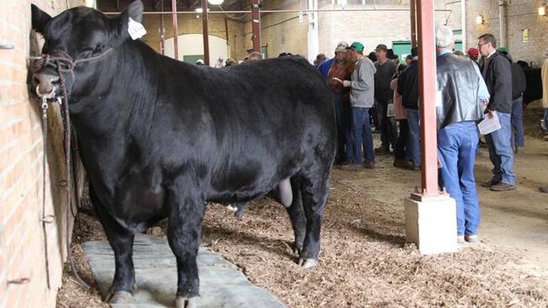 The Illinois Performance Tested Bull Sale has been a leader in introducing Illinois seedstock breeders and commercial cow-calf producers to the latest evaluation technologies and practices. The sale has offered some of the best genetics based on performance standards utilized by the beef industry.