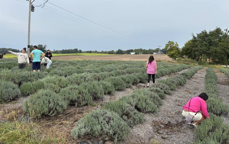 A lavender pruning workshop is held to teach veterans new skills. Indiana AgVets is a project of Hoosier Uplands Economic Development Corporation and AgrAbility. The U.S. Department of Agriculture provides grants to make the program possible.