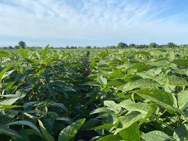 Beck’s adds high-oleic soy trait to its portfolio