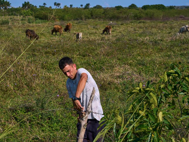 U.S. energy blockade leaves Cuban farmers struggling to feed a nation
