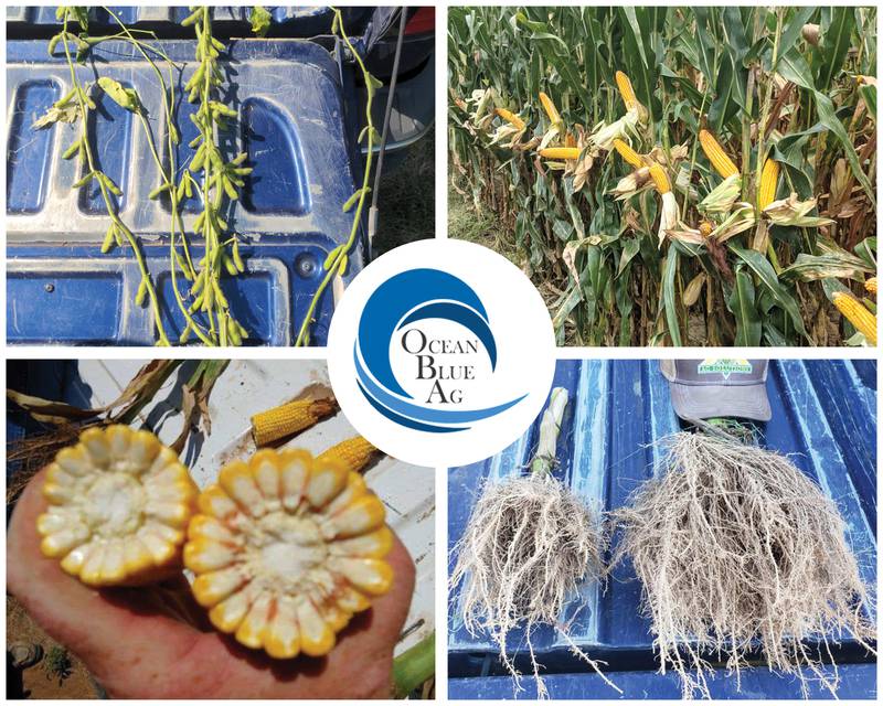 Yield Profit Challenge - Yield Profit Challenge with Ocean Blue Ag