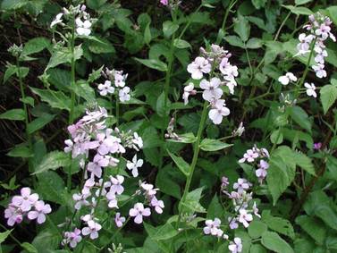 Invasive Species Awareness Week: Learn about troublesome species