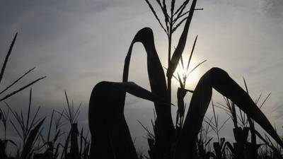 Planted acres move toward more corn