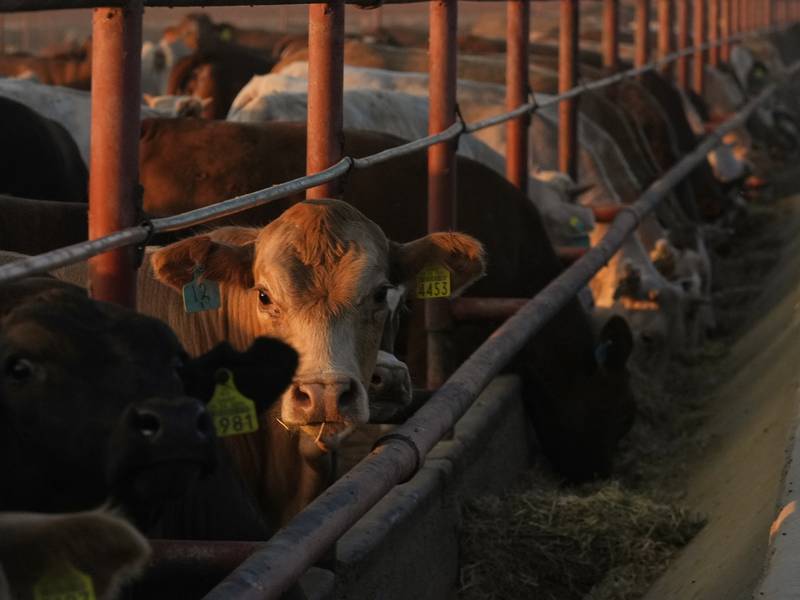 Work continues to keep New World screwworm out of country