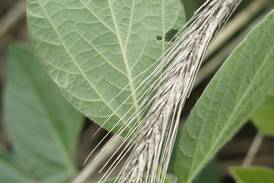 From the Fields: Getting rid of weeds