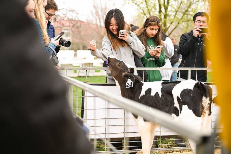Purdue students interact with a calf on Milk Monday at Purdue’s Ag Week.