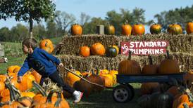National reports of pumpkin shortage not true in Peoria area