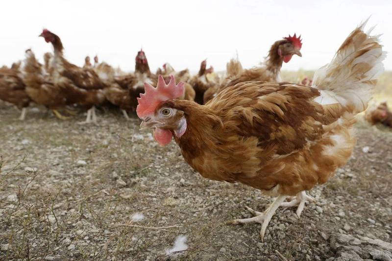 Chickens walk in a fenced pasture at an organic farm in Iowa. Another 1.2 million chickens will have to be slaughtered after bird flu was confirmed on an Iowa egg farm in the second massive case just days after nearly 1 million chickens had to be killed on a Minnesota egg farm.