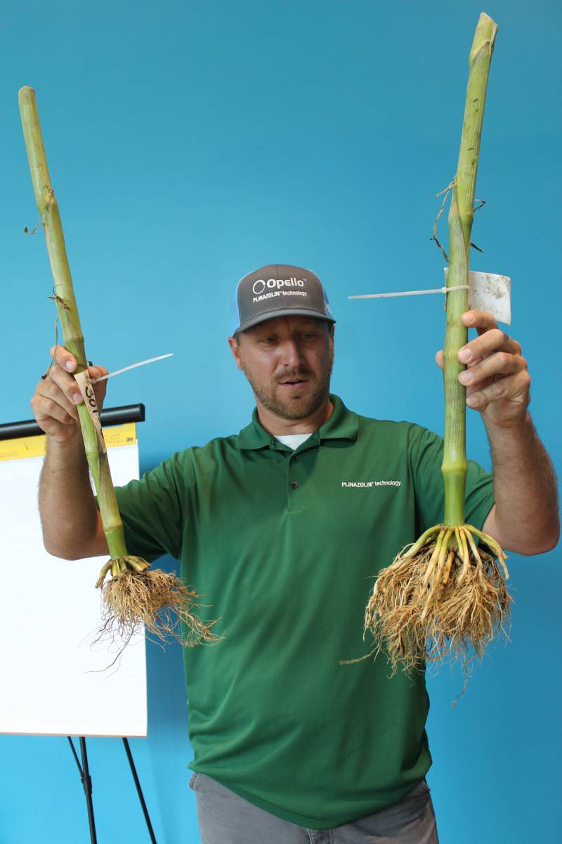 Kevin Langdon shows the difference in roots of a corn plant that had no protection for corn rootworms compared to a plant that received an application of Opello insecticide. The new Syngenta product is expected to be available to farmers for the 2026 growing season.