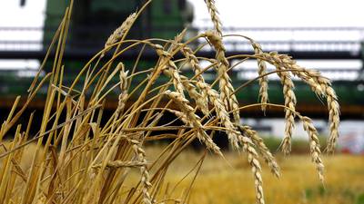 USDA projects record low wheat harvested area