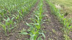 Indiana crop progress for week ending June 15