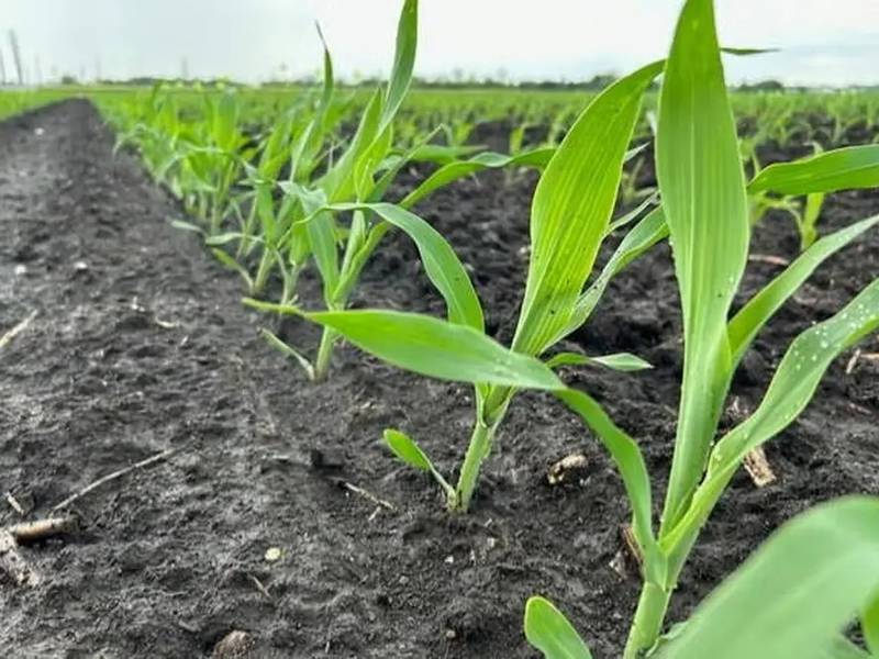 Corn’s wild ancestor gene game changer: study