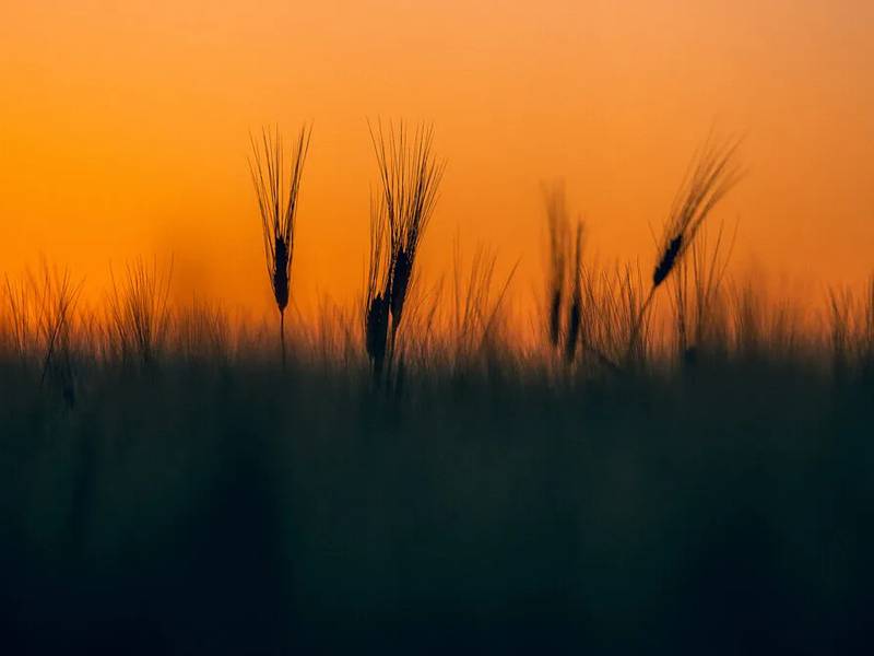 Promise worth keeping: Restoring certainty to America’s farmers