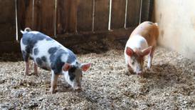 Smart farms and precision technology: A new age for pork farming