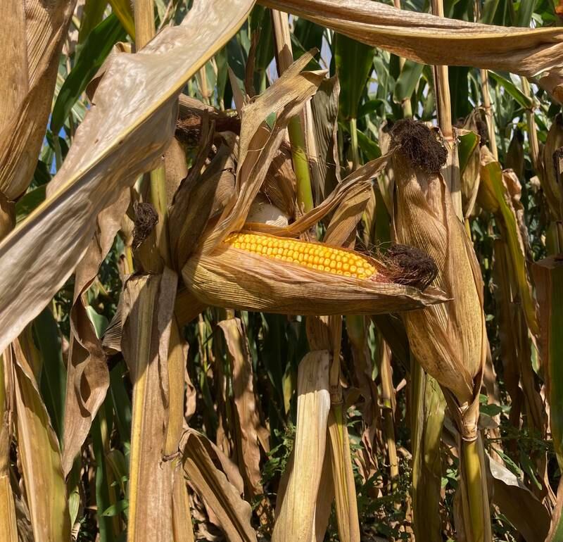 Indiana Crop Progress