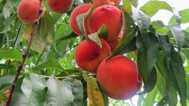2021 turning out just peachy for perfect crop