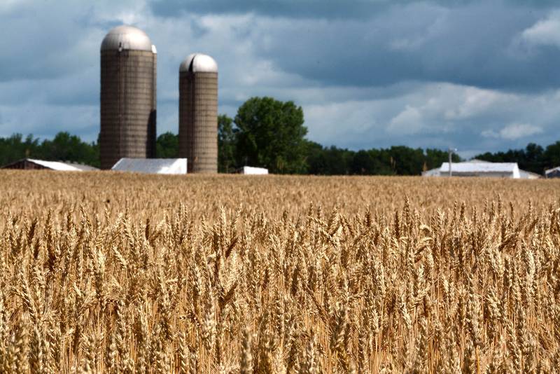 Acres of wheat shine from the sunlight in a field north of Logansport, Indiana.